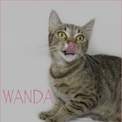 Wanda