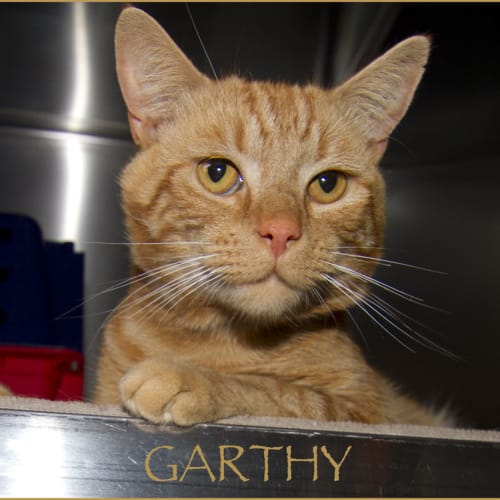 Garthy