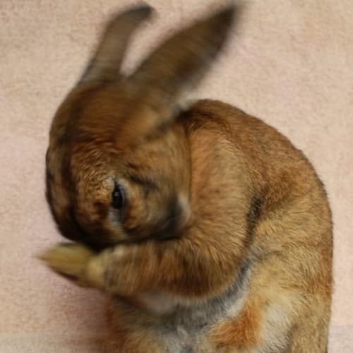 Button -Desexed and Vaccinated