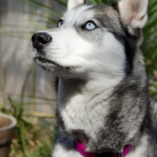 No photo for Dakota