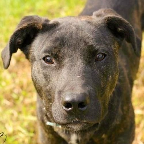 Panda is a pretty & playful Lab x