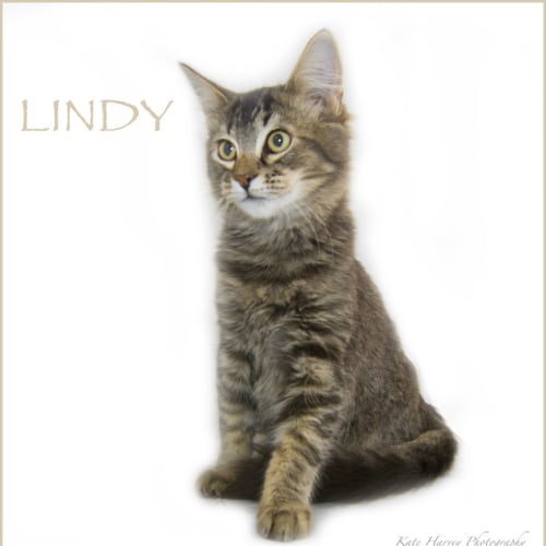 Lindy