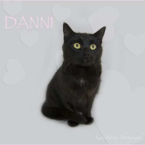 Danni