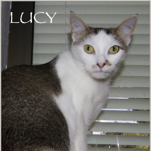 Lucy