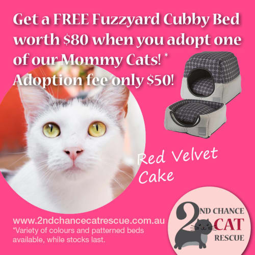 Red Velvet Cake **2nd Chance Cat Rescue**