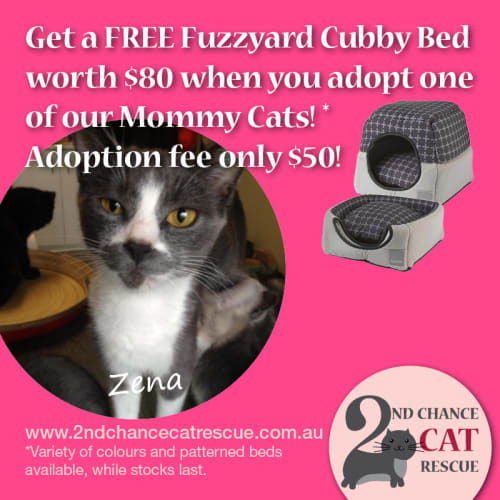 Zena ** 2nd Chance Cat Rescue**
