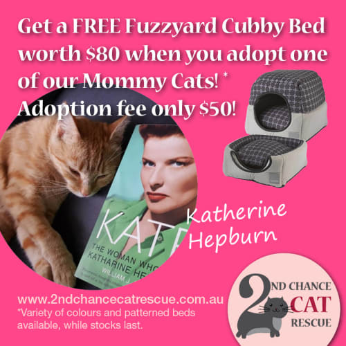 Katherine Hepburn ** 2nd Chance Cat Rescue**