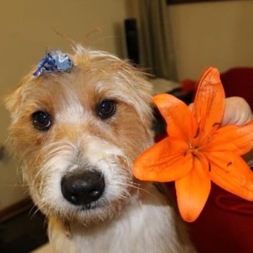 Benji