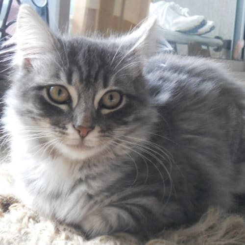 Shelby *On Trial Adoption With Ivy Yay!*