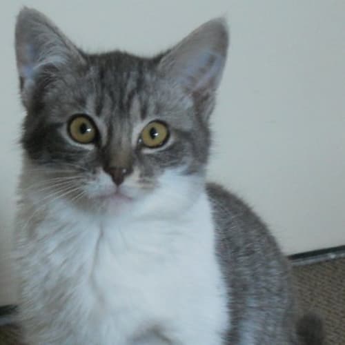 Ivy *On Trial Adoption With Shelby Yay!*