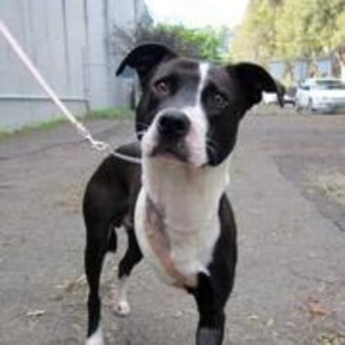 No photo for Little Vic   Special Needs 3 Legs!!