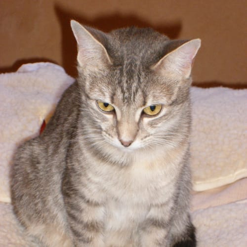 Bella