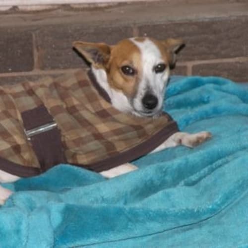 Millie - Adoption Pending