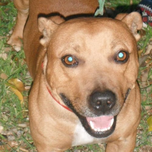 Pumba Hd106 * Cuteness Plus*