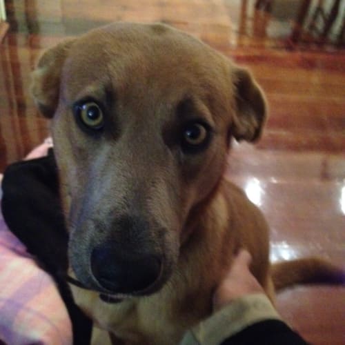 Rusty....Best Mannered Boy in Town...