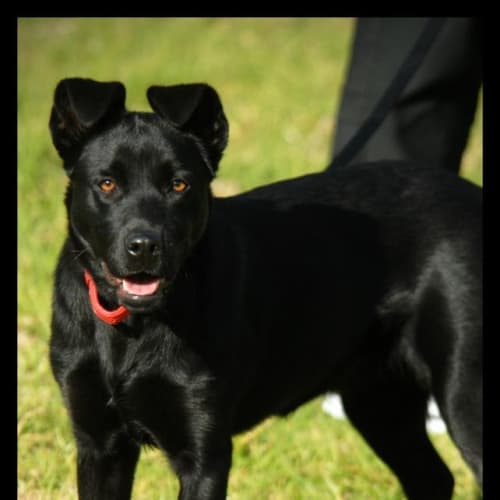 Kobi