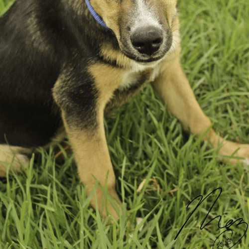 Harvey the Handsome, Happy, Huntaway