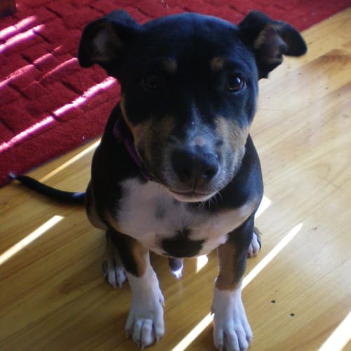 Jackson *On Trial in His New Home*