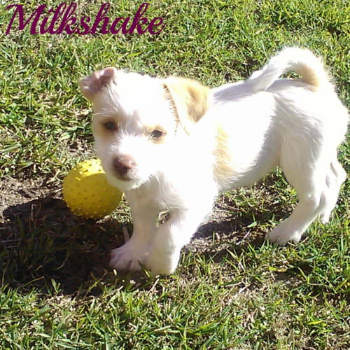 Milkshake