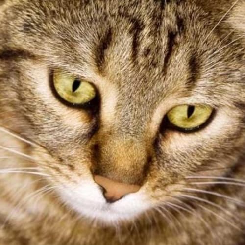Tabitha