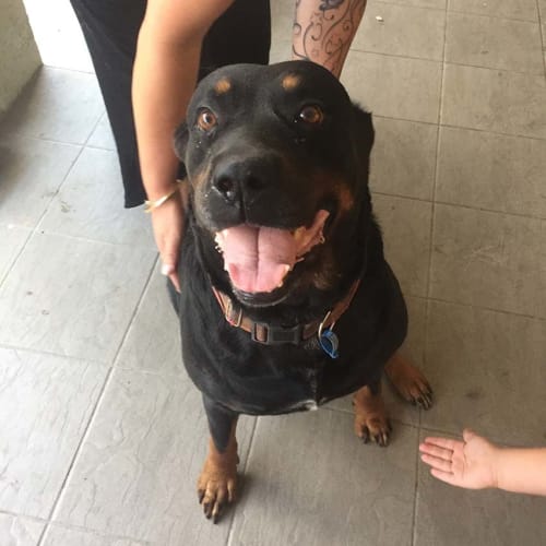 MJ ~ 12yo Rotti girl (On Trial 28/12/16)