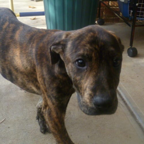 Thunder ....looking for a mate & a cat family!