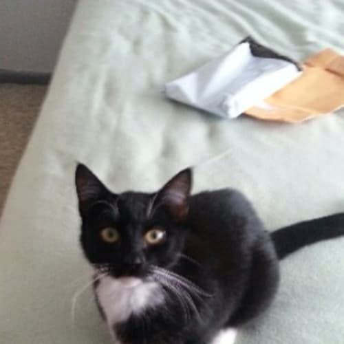 Olivia *On Trial in her new home*
