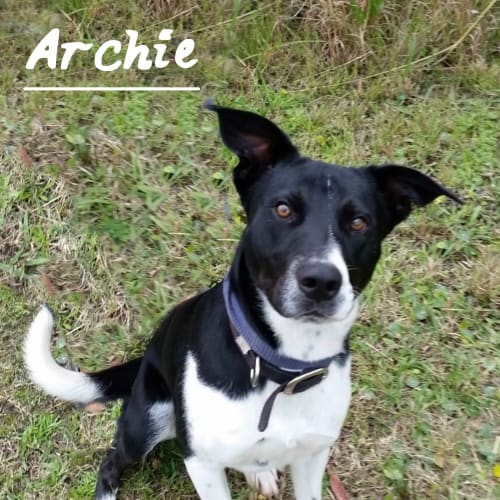 Archie