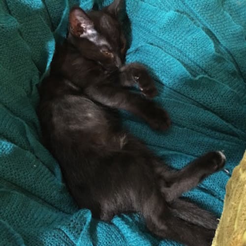Ebony