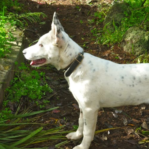 Poppy - BC x Stumpy Tail Cattle Dog