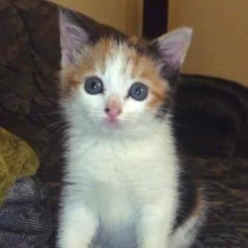 Pixi