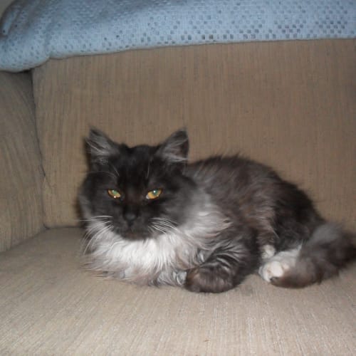 Sooty