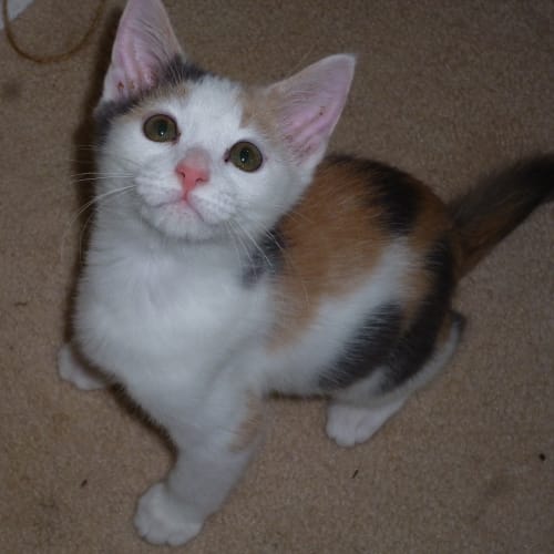 Kittenkaboodle