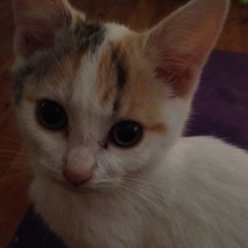 Lily (Deposit Taken)