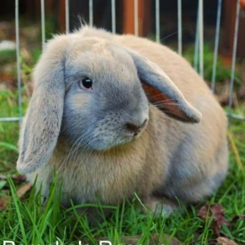 Adell - Desexed and Vaccinated -On Hold