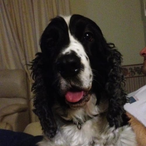 Maggie-May