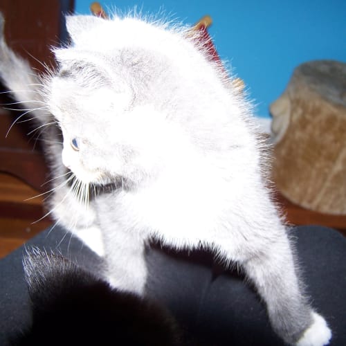 No photo for Patch