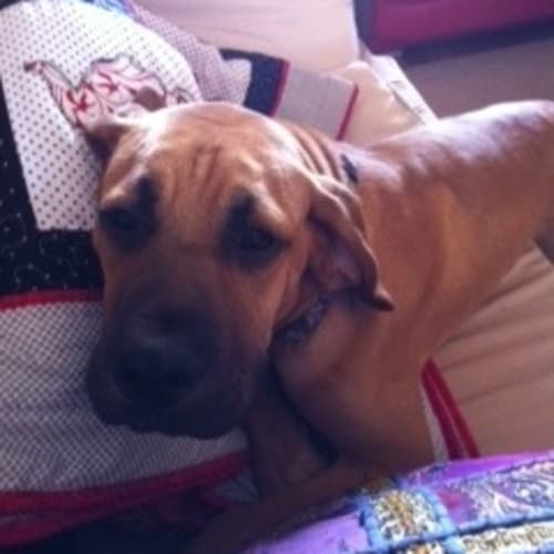 No photo for **On Trial With His New Family** Teddy Bear