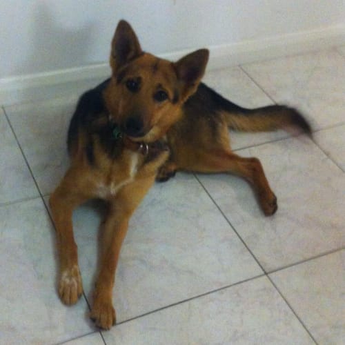Stella