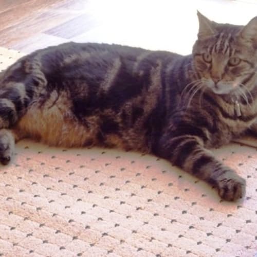 No photo for Bengal