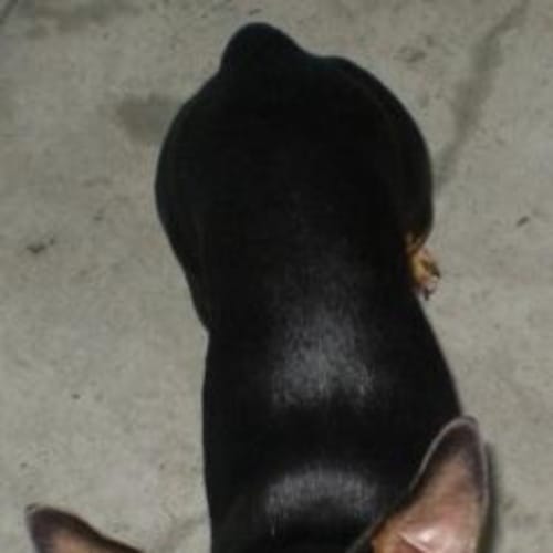 Doby ($315)
