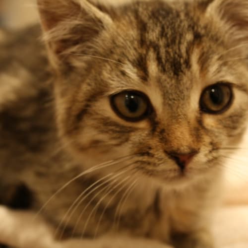 Lita (Adoption Pending)