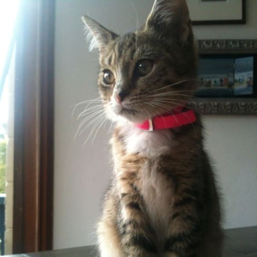 Lola
