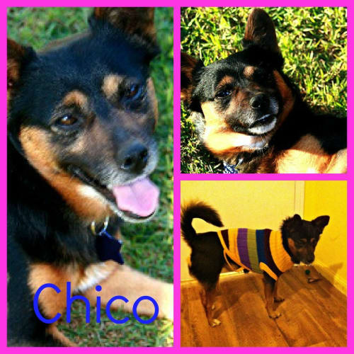 No photo for Chico