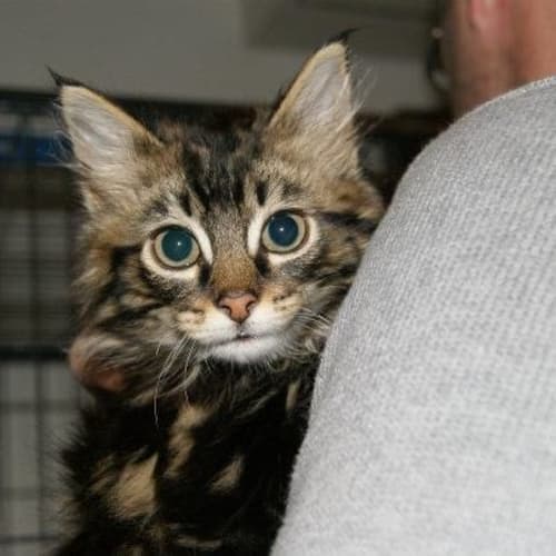 Happy Gilmore (Adoption Pending)