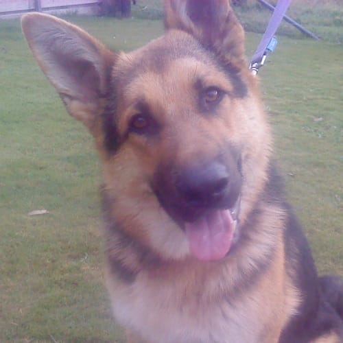 No photo for Buddy On Hold Pending Adoption