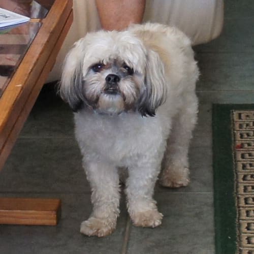Benji