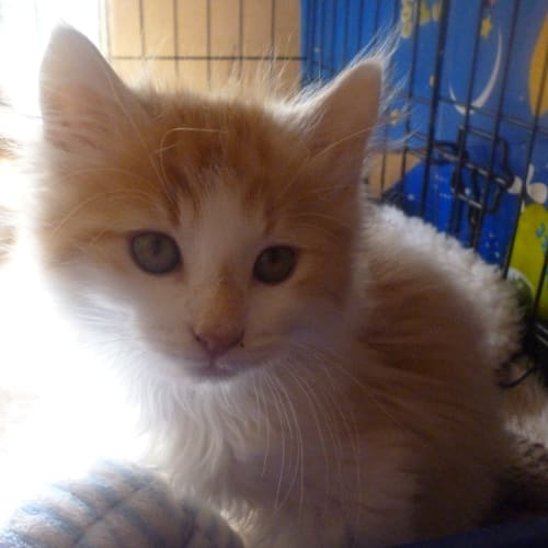 Toby : Gorgeous, Fluffy, 8 Wk Old, Boy