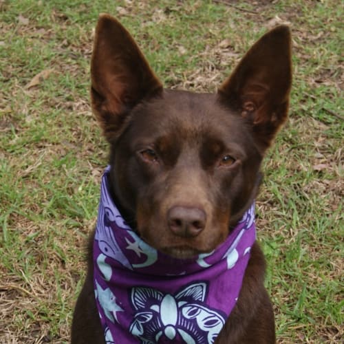 Missy (On Trial)