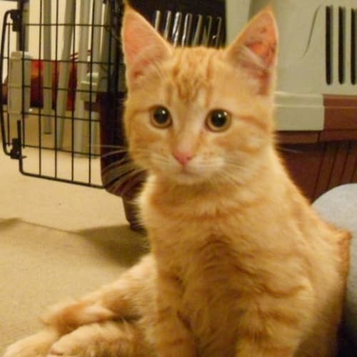 Brucie & Malcolm *On Trial Adoption Yay!*